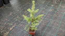 Sitka fir, Picea sitchensis.