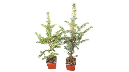 Sitka fir, Picea sitchensis.