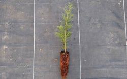 Abeto Douglas, Pseudotsuga menziesii, Pino oregon