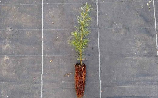 Abeto Douglas, Pseudotsuga menziesii, Pino oregon