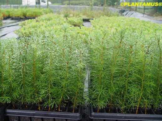 Abeto Douglas, Pseudotsuga menziesii, Pino oregon