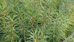 Abeto Douglas, Pseudotsuga menziesii, Pino oregon