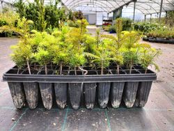 Abeto espanhol, Abies pinsapo