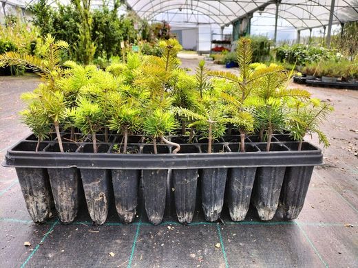 Abeto espanhol, Abies pinsapo