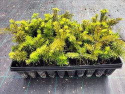 Abeto espanhol, Abies pinsapo