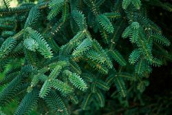 Abeto espanhol, Abies pinsapo