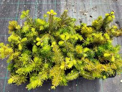 Abeto espanhol, Abies pinsapo