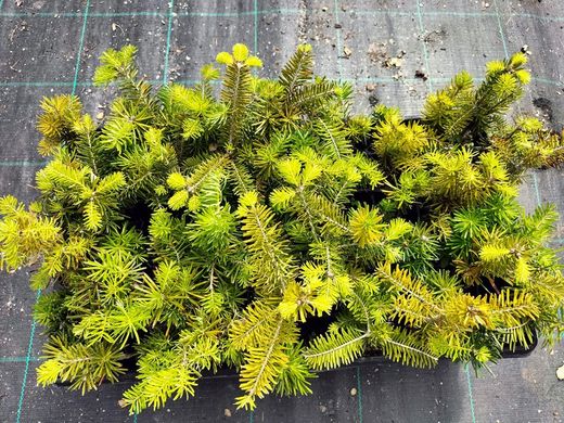 Abeto espanhol, Abies pinsapo