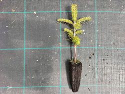 Abeto espanhol, Abies pinsapo