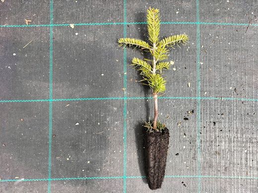 Abeto espanhol, Abies pinsapo