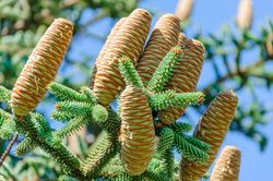 Abeto espanhol, Abies pinsapo