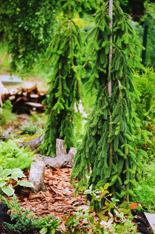 Sapin pleureur, sapin pendule, Picea abies "Inversa"