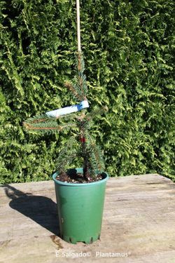 Sapin pleureur, sapin pendule, Picea abies "Inversa"