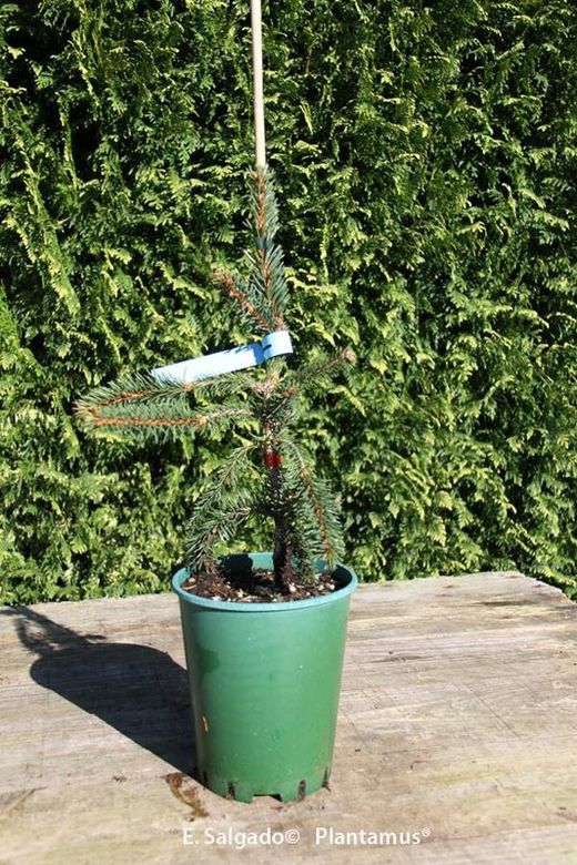 Sapin pleureur, sapin pendule, Picea abies "Inversa"