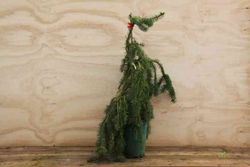 Sapin pleureur, sapin pendule, Picea abies "Inversa"