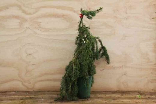 Sapin pleureur, sapin pendule, Picea abies "Inversa"