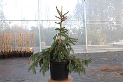 Abeto-anão, Picea abies "Acrocona"