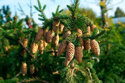 Abeto-anão, Picea abies "Acrocona"