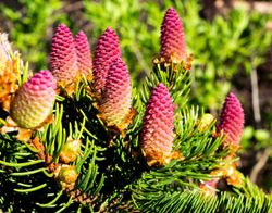 Abeto-anão, Picea abies "Acrocona"