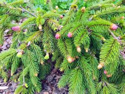 Abeto-anão, Picea abies "Acrocona"