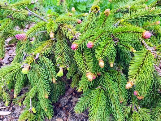 Abeto-anão, Picea abies "Acrocona"