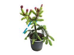 Abeto rojo enano, Picea abies "Acrocona"