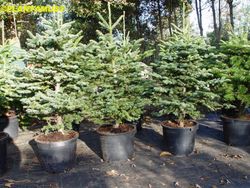 Sapins de Noël en pot, hauteur 100/120 cm