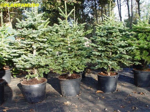 Abetos de Natal em vasos, altura 100/120 cm