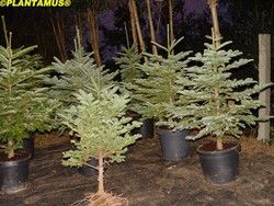 Abetos de Natal em vasos, altura 100/120 cm