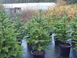 Sapins de Noël en pot, hauteur 100/120 cm