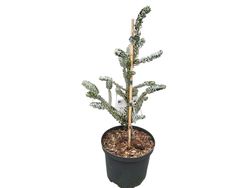 Abies koreana "Silberlocke"