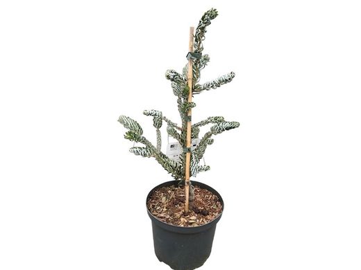 Abies koreana "Silberlocke"