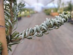 Abies koreana "Silberlocke"