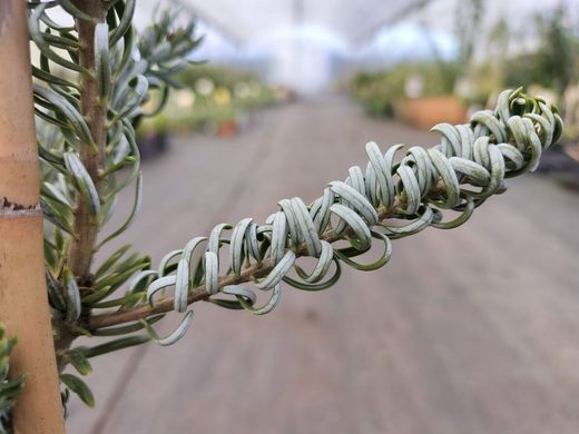 Abies koreana "Silberlocke"