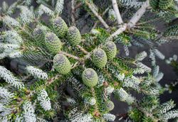 Abies koreana "Silberlocke"