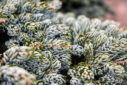 Abies koreana "Silberlocke"