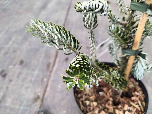 Abies koreana "Silberlocke"