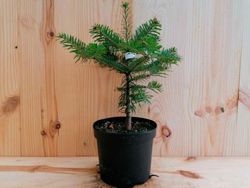 Abies nordmanniana, abeto del cáucaso