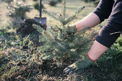 Abies nordmanniana, abeto del cáucaso