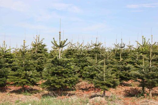 Abies nordmanniana, abeto del cáucaso
