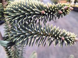 Abies pinsapo Aurea