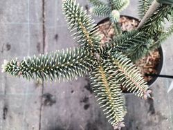 Abies pinsapo Aurea