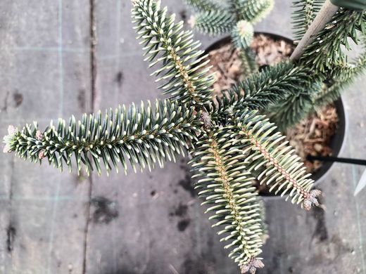 Abies pinsapo Aurea