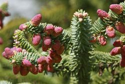 Abies pinsapo "Glauca". Abeto pinsapo azul