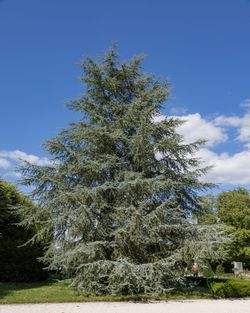 Abies pinsapo "Glauca". Abeto pinsapo azul