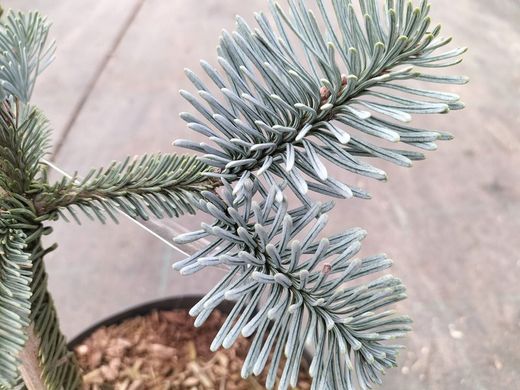Abies procera "Glauca"