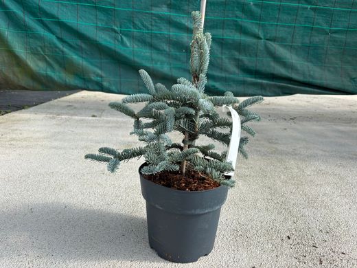 Abies procera "Glauca"