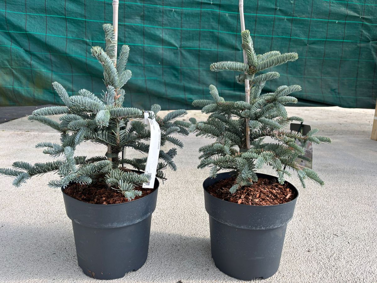 Abies procera 