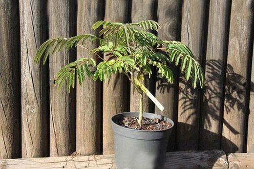 Acacia de Constantinople, Albizia julibrissin.