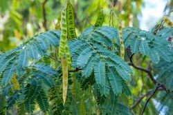 Acacia de Constantinopla, Albizia julibrissin.